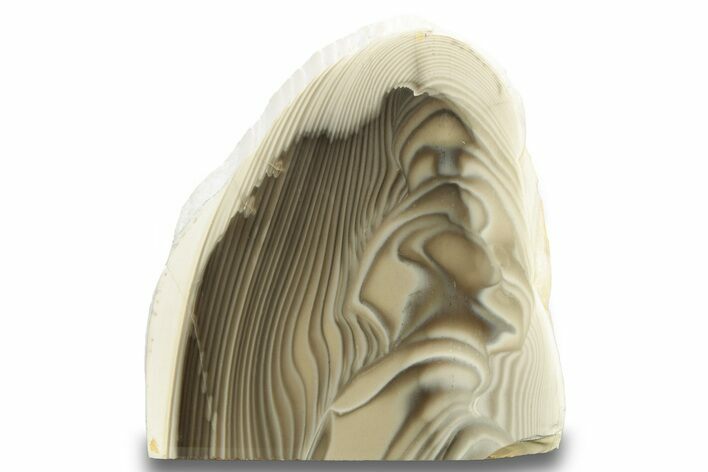 Polished, Striped Flint Stand Up - Poland #263799